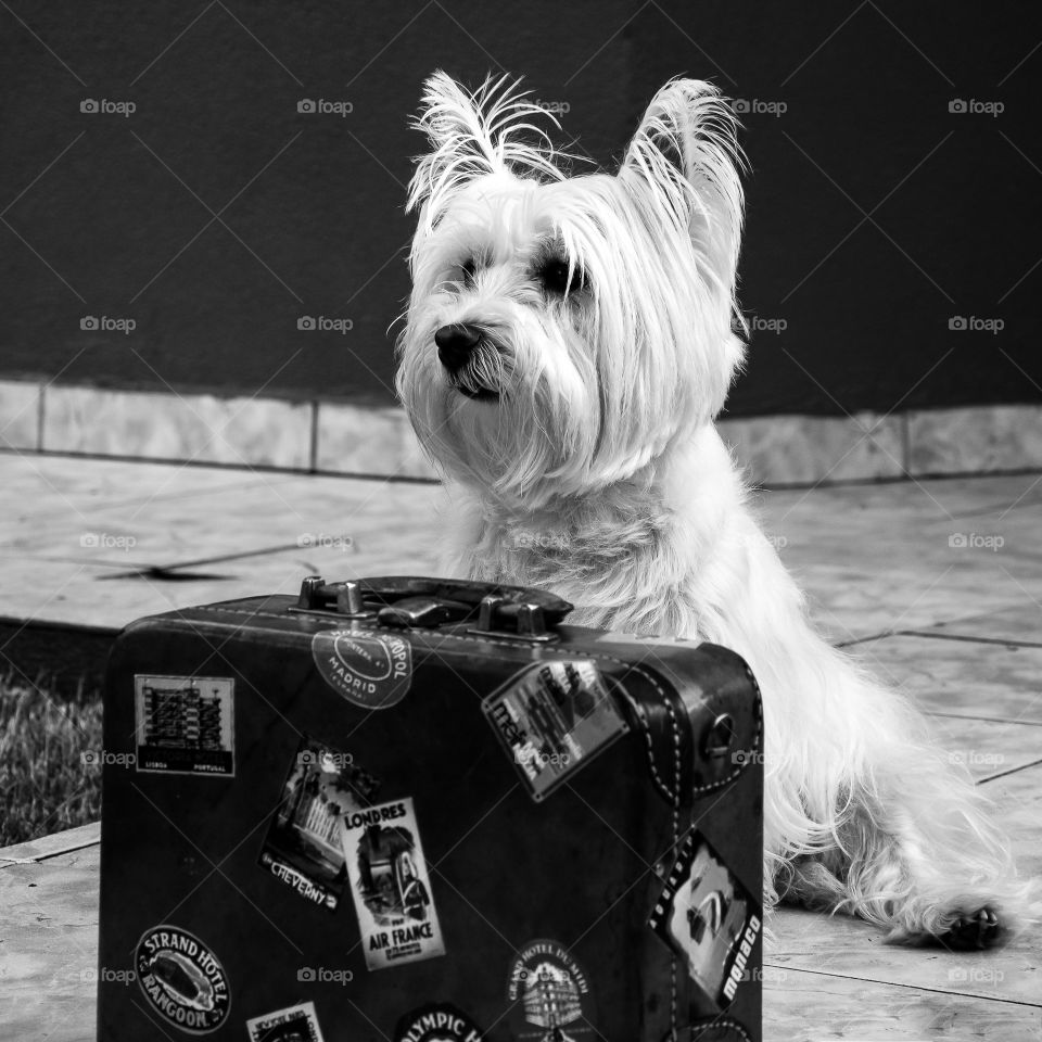 Lilica and the suitcase in bnw