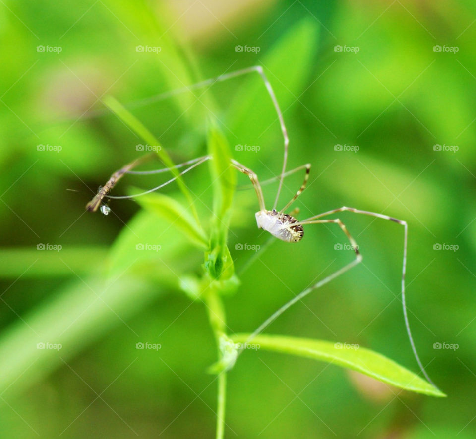green nature macro spider by jessyblue