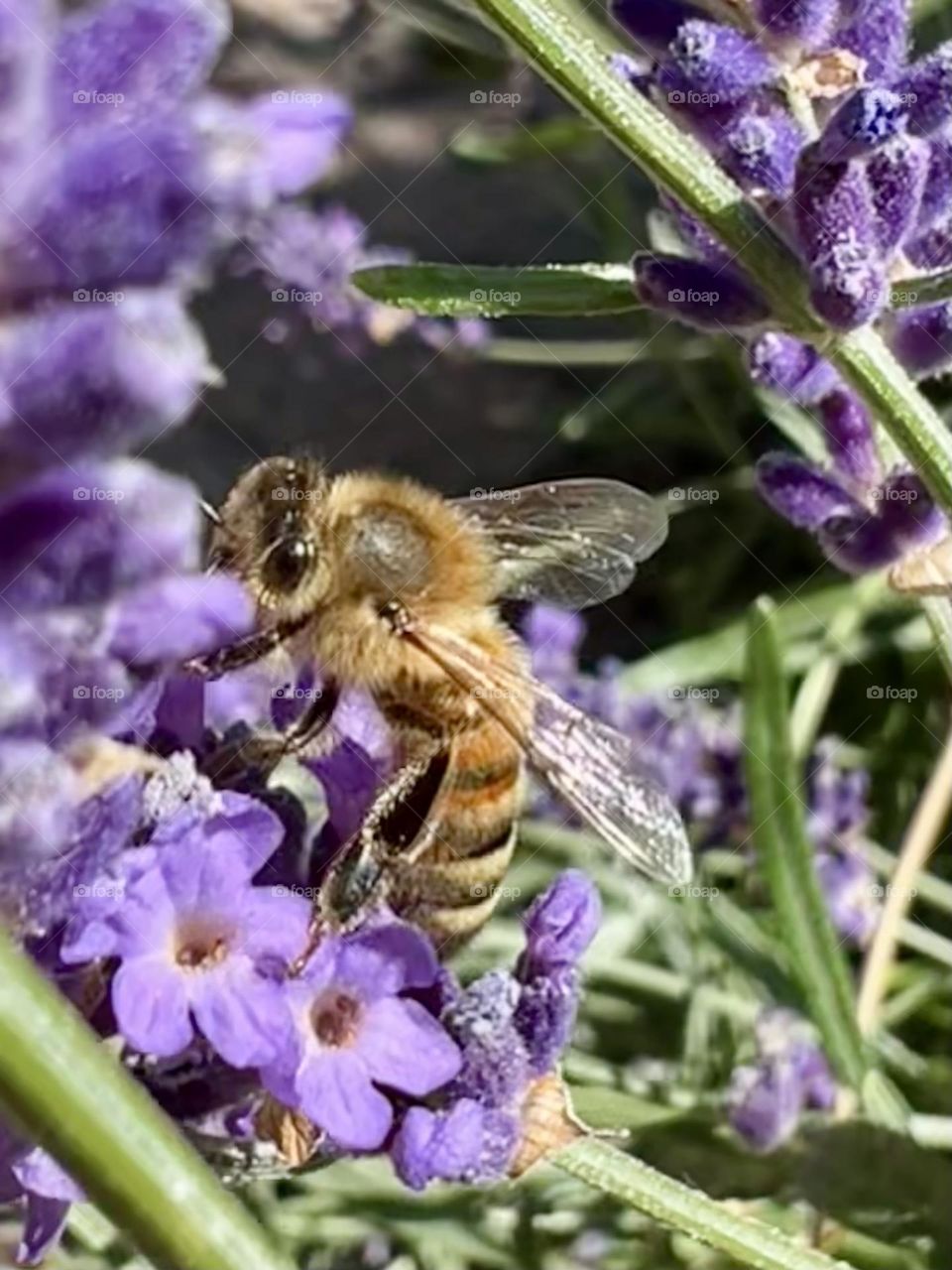 Bee