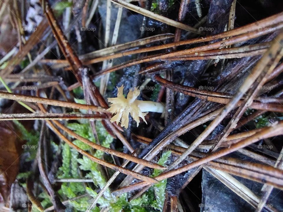 fungus like a flower