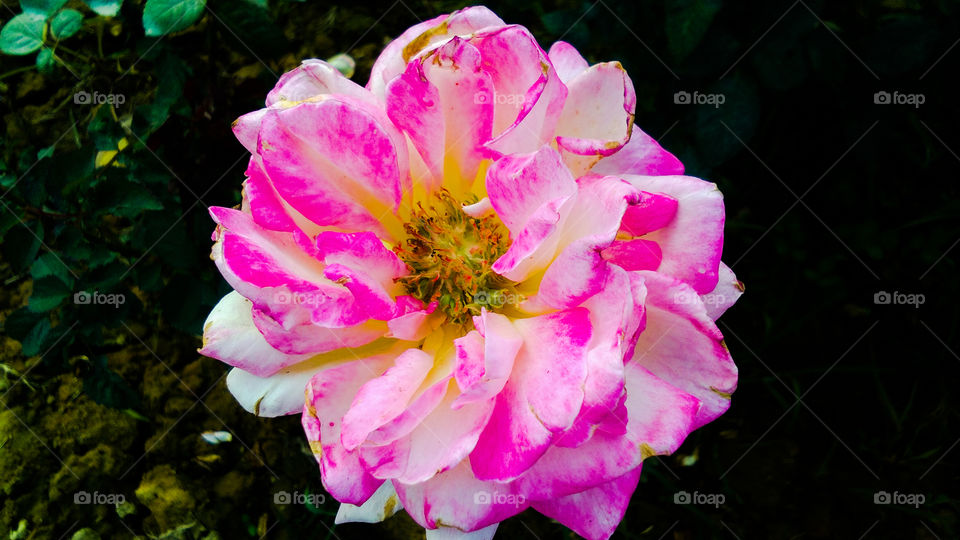 Dark pink rose beautiful natural background