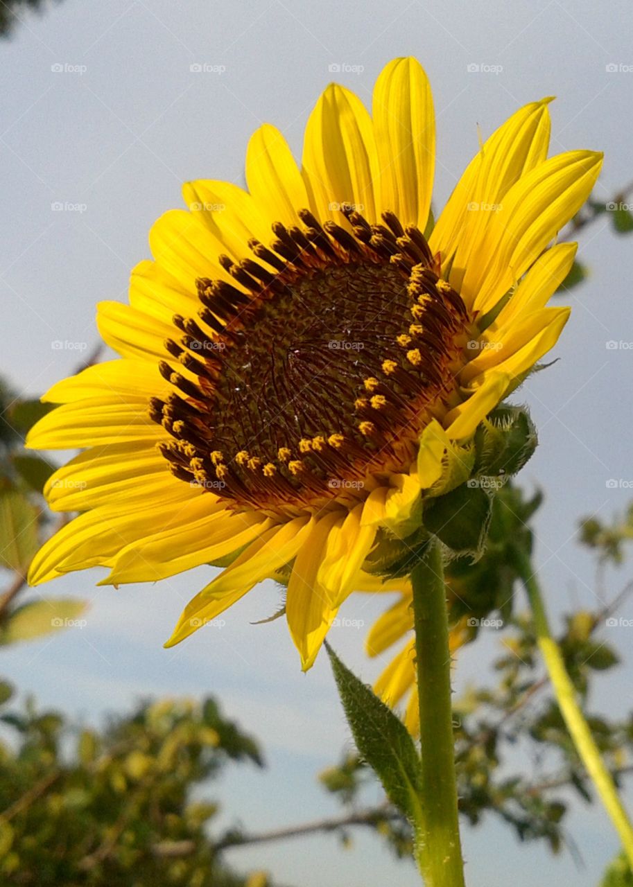 Close-up of single sunflower