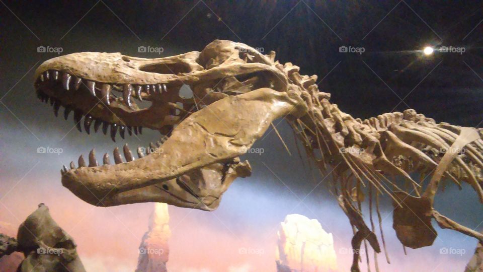 Dinosaur in museum