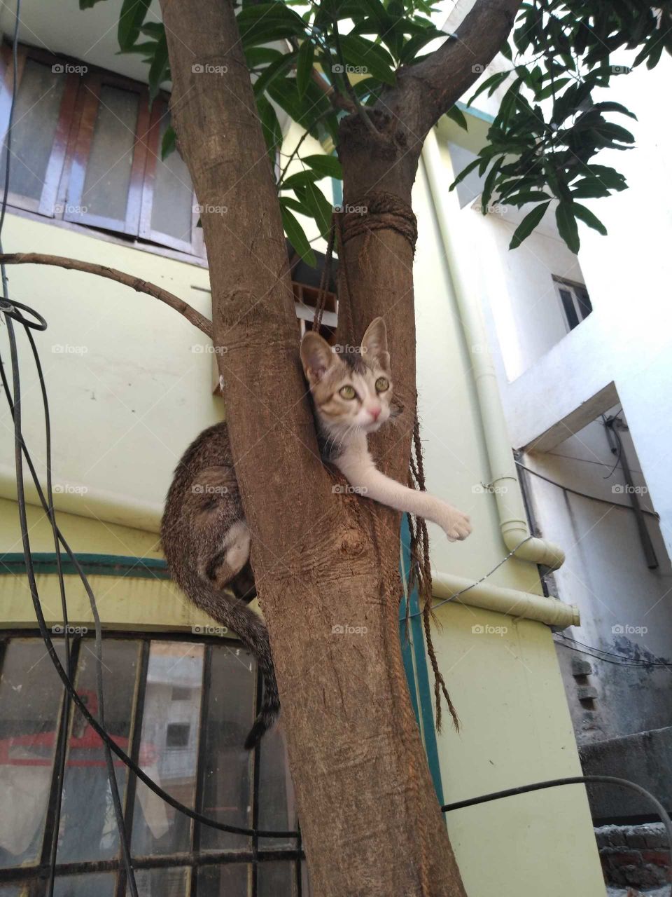 a cat sitting on the tree