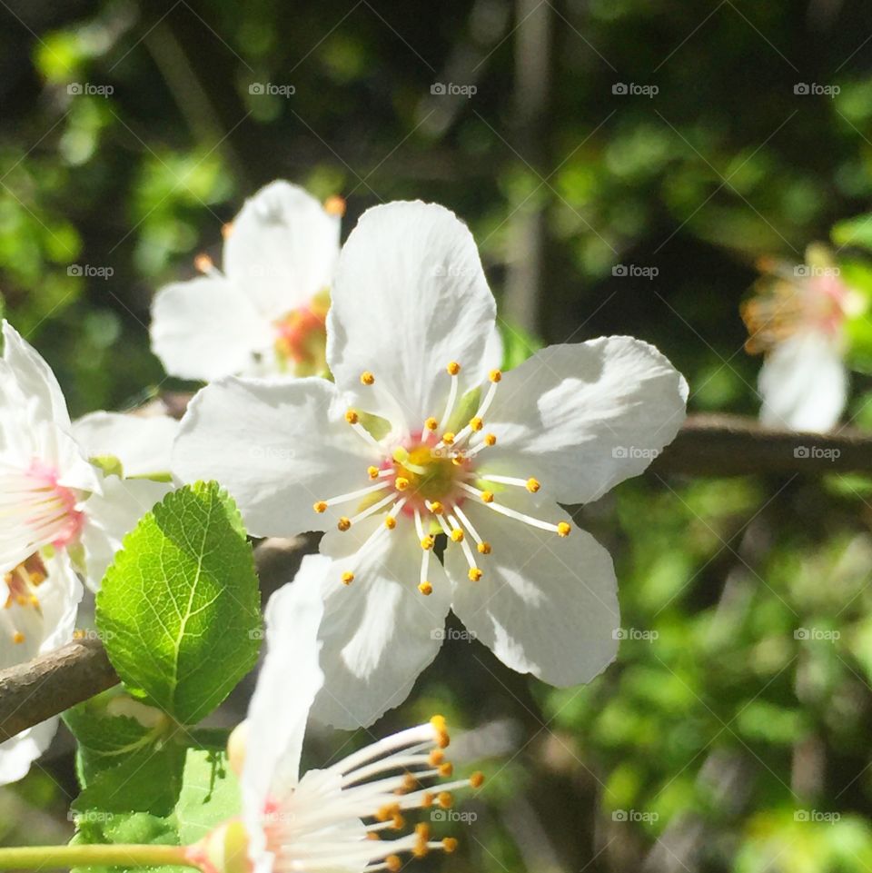 White flowering wild plum II