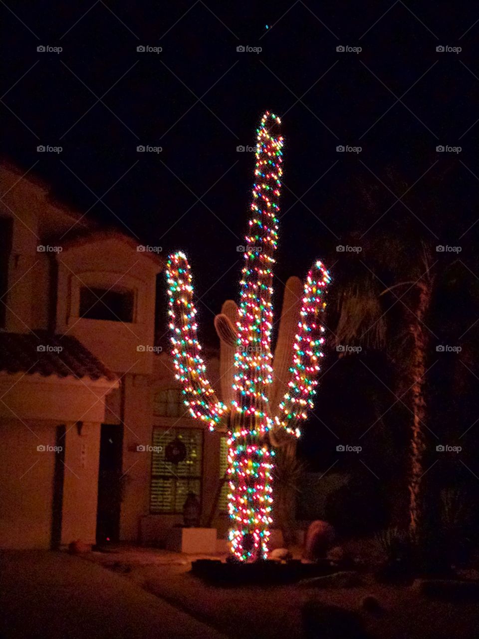 Holiday cactus