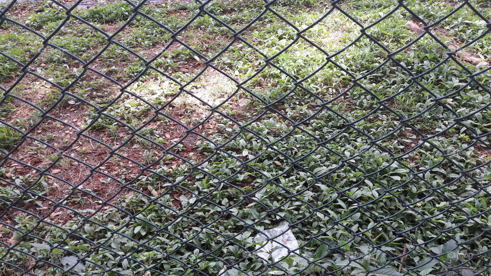 Desktop, Texture, Pattern, Wall, Leaf