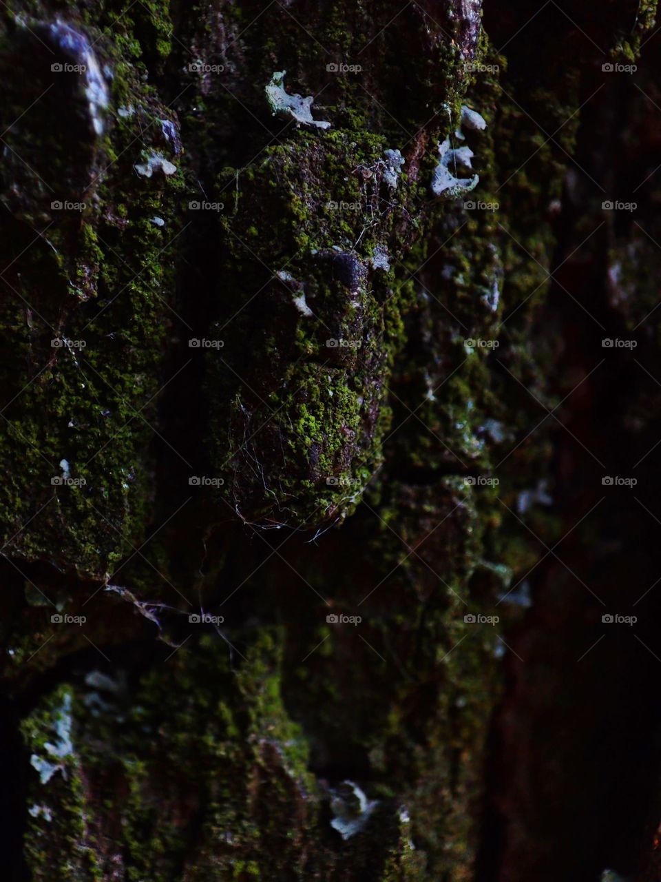 Macro photo of wooden texture for background