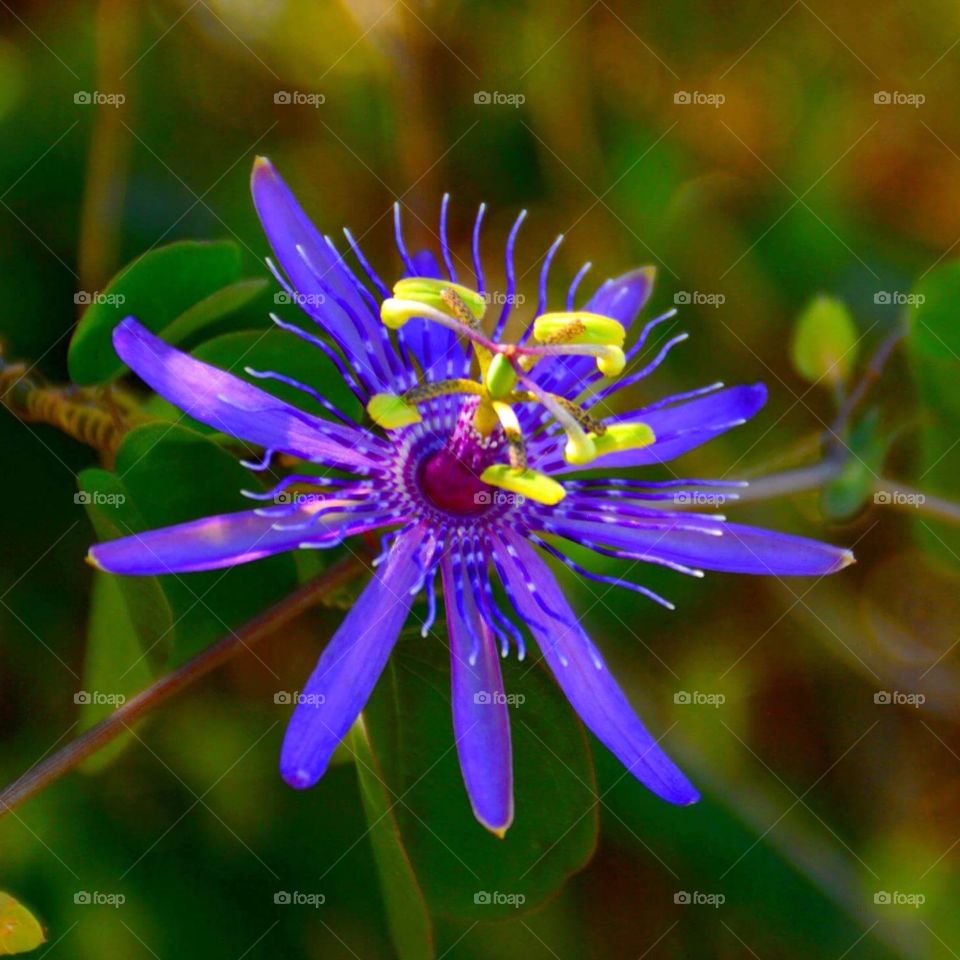 Passionfruit flower