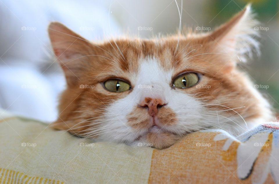 cat beautiful portrait close up