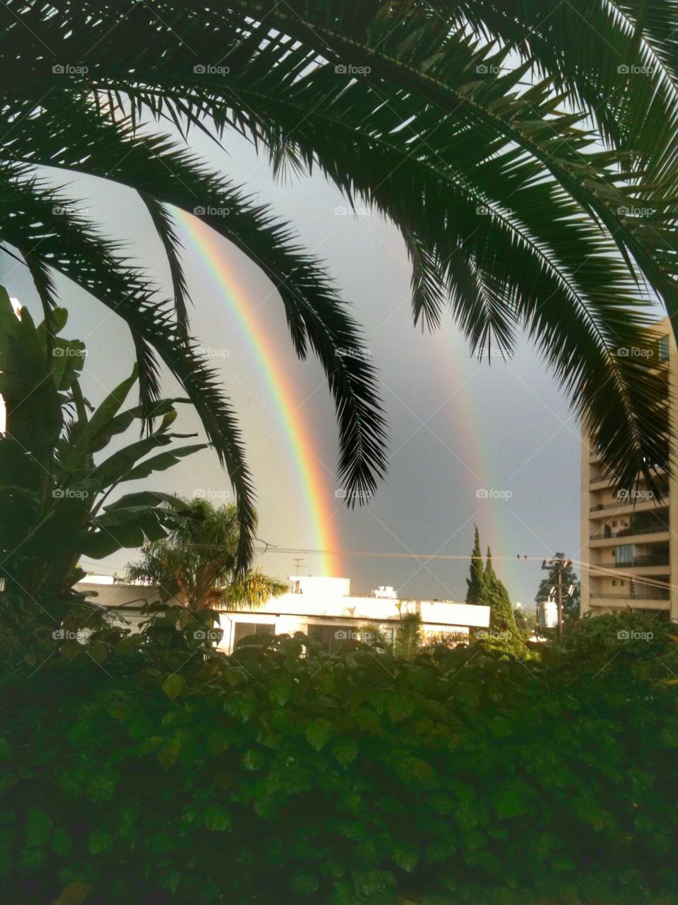 Double Rainbow Over WeHo - after a storm washes over the  city, rainbows add a dash of color to the dark sky framed by green palm trees. 