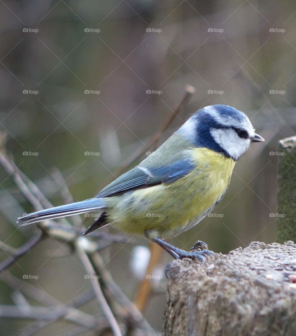 Blue tit