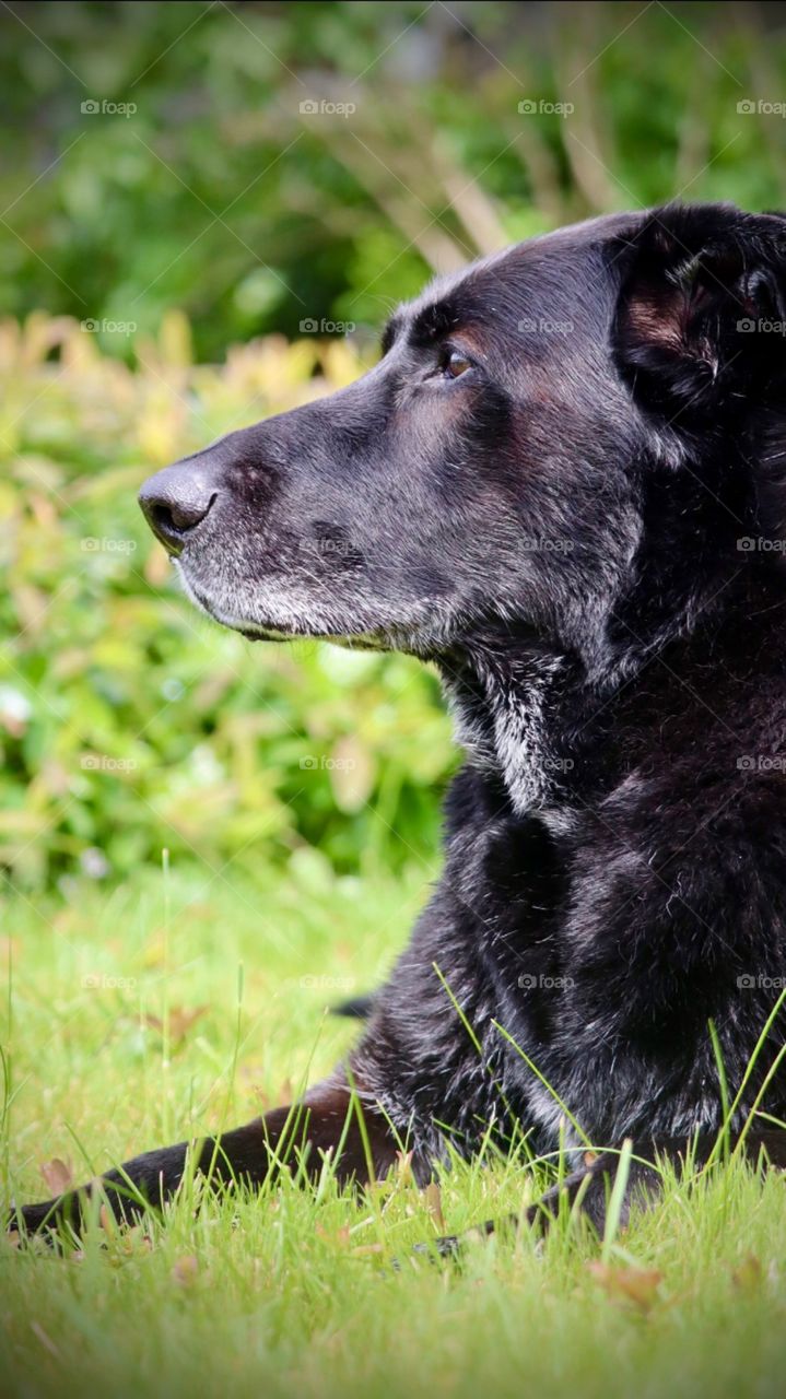 A black haired German shepherd rests quietly outdoors overlooking their home’s property