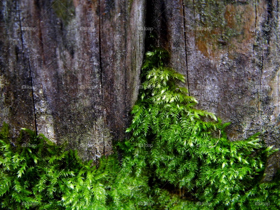 green moss in nature and old wood