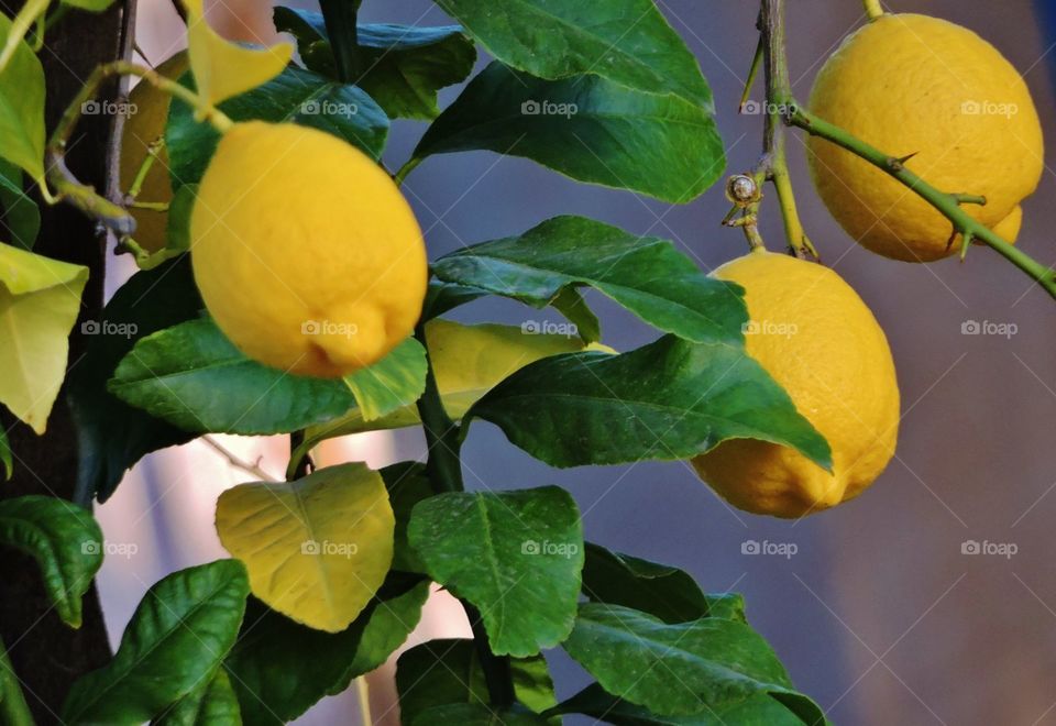 Beautiful Lemons in the neighborhood of Phoenix, Arizona.
