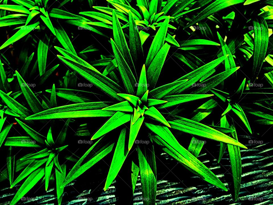 Star plant