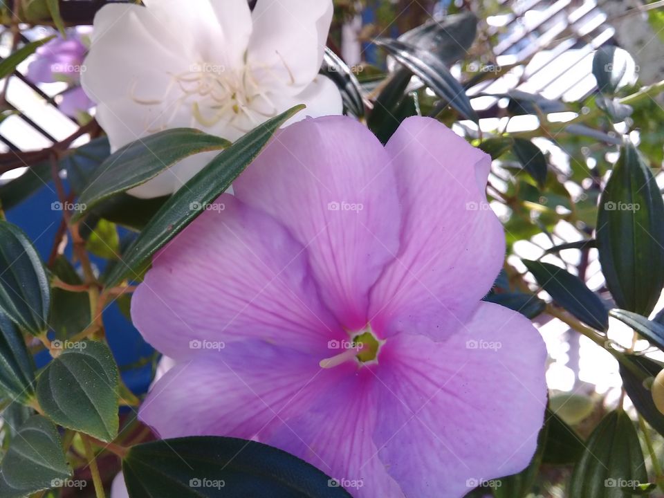 Manaca da serra.  ( tibouchina mutabilis) Tree typical of the Brazilian Atlantic forest.  The flowers are Born white,they stay pink and die purple.