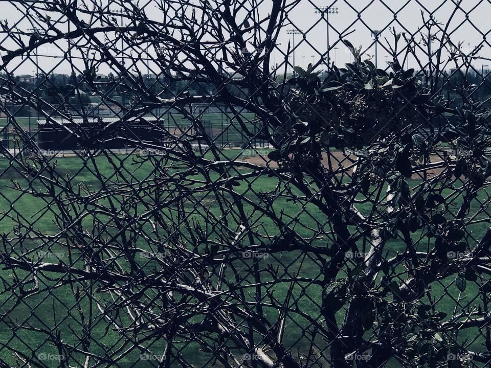 Vines on the fence - 