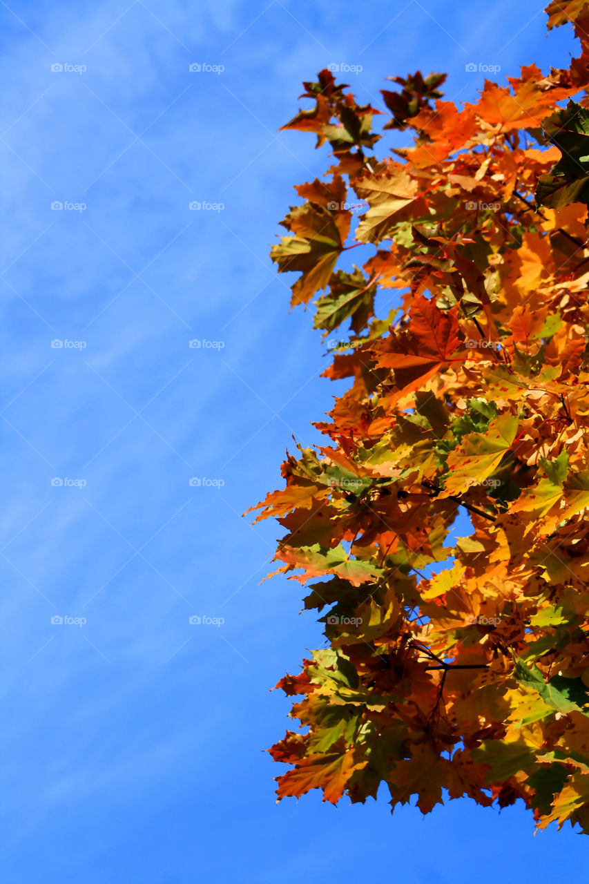 Bright autumn leaves