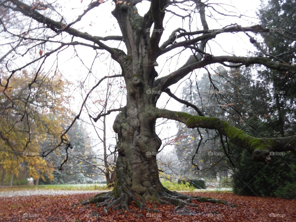Parc de Mariemont , la Louvière