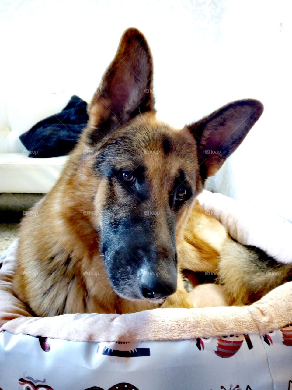german sheper on his bed