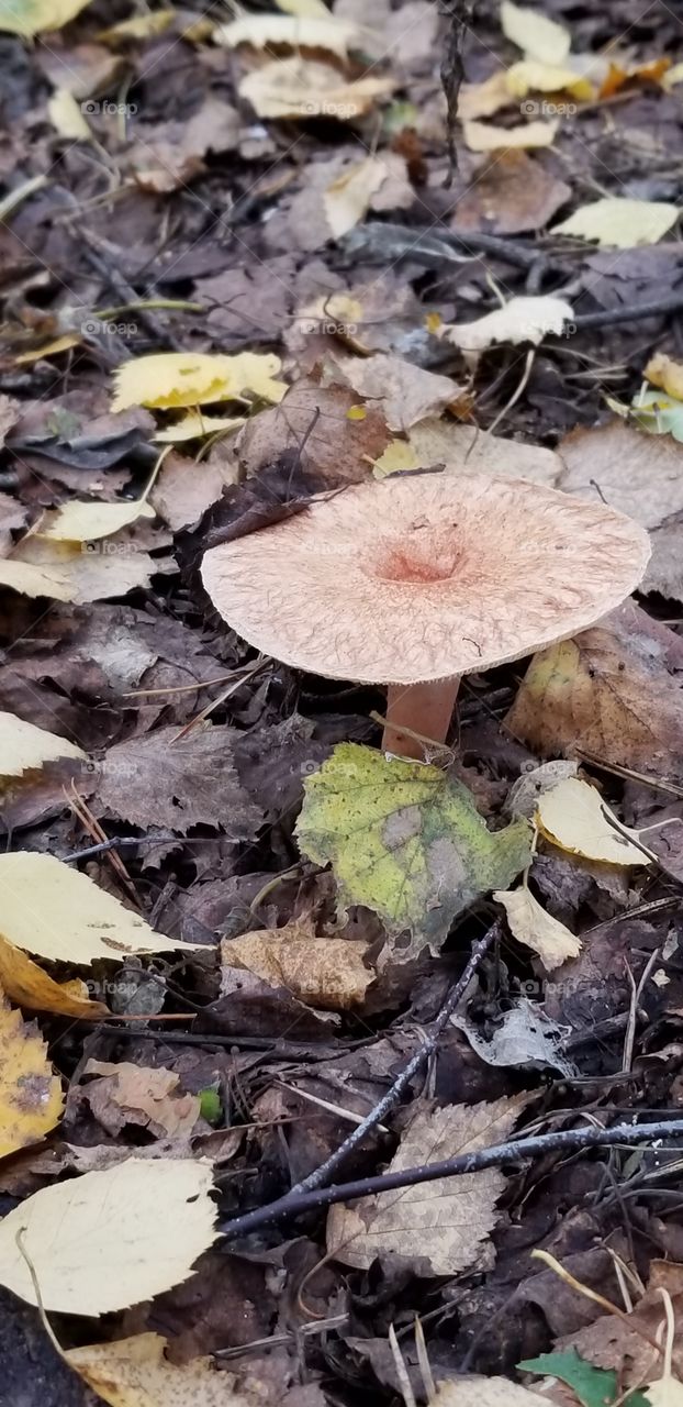 The mushroom grows in autumn and is eaten in a salty form