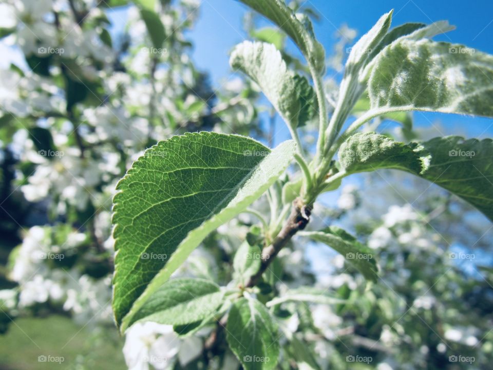 Leaves and apple blossoms 