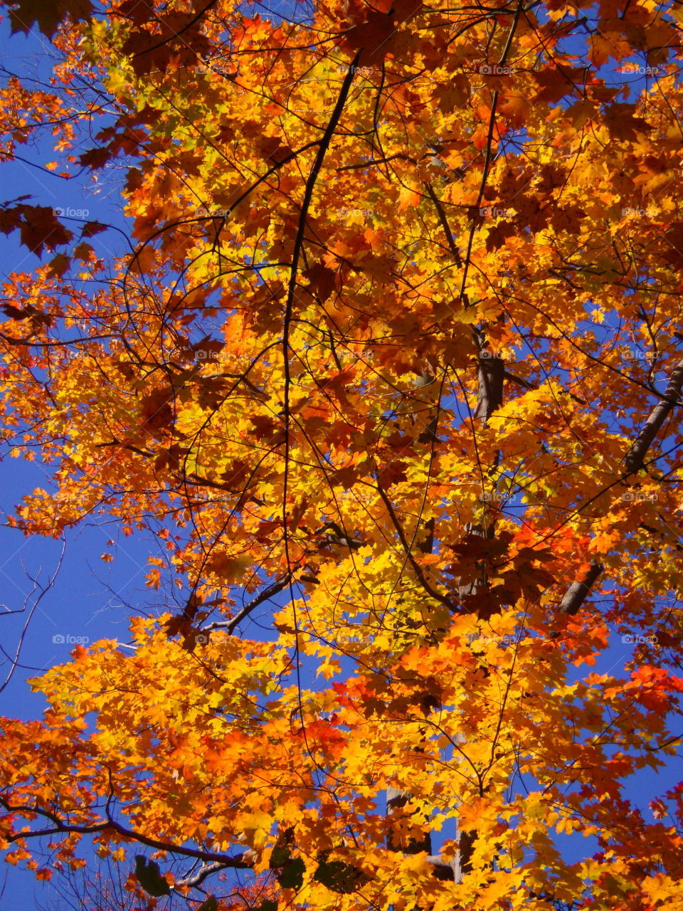 Canada autumn colours