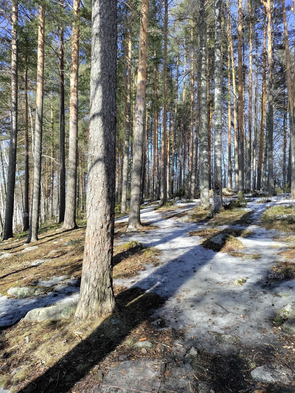 Spring in the forest