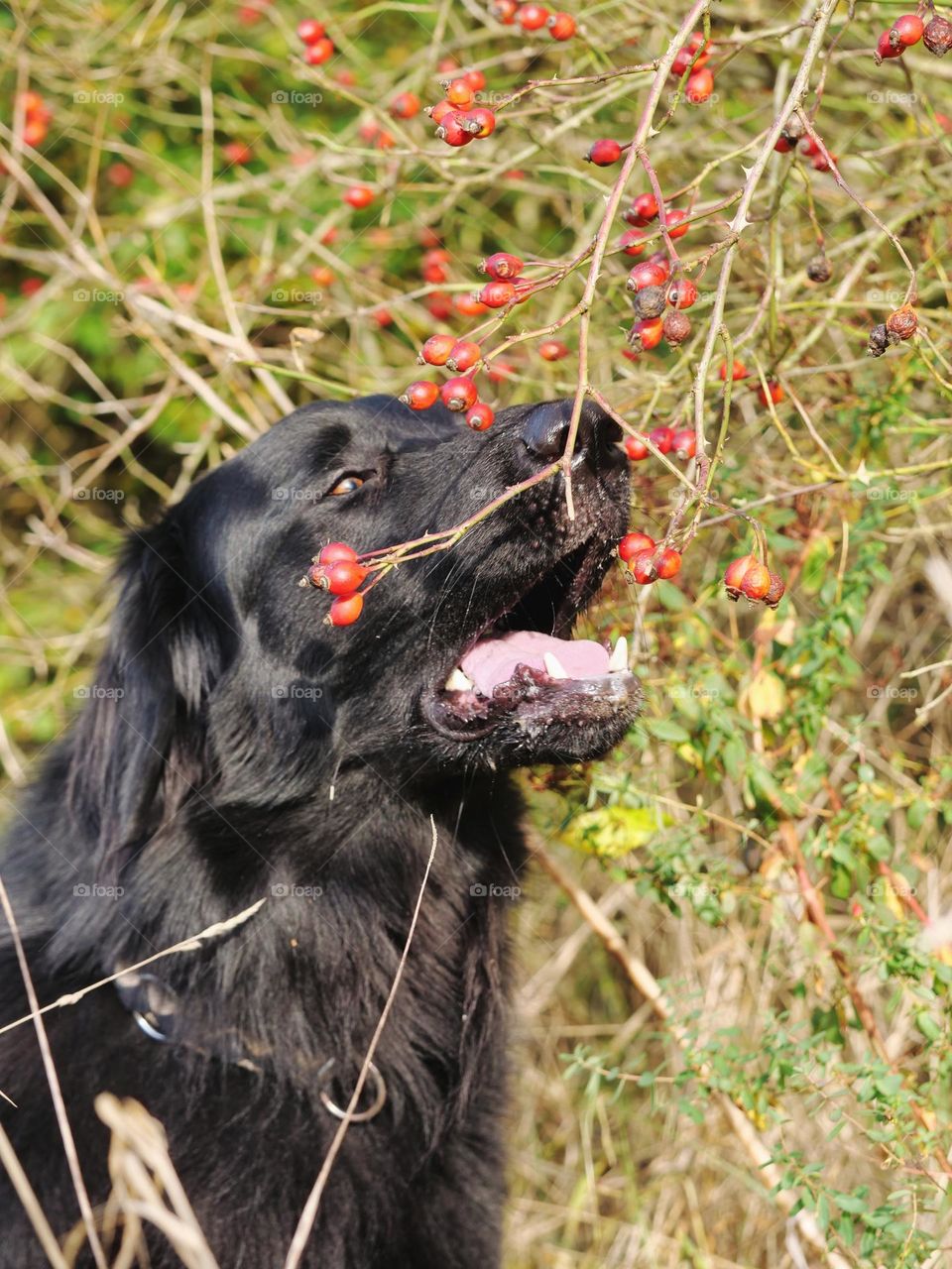 Is that what autumn smells like?