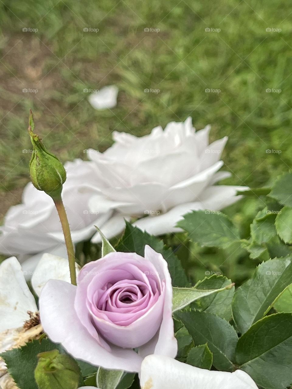 Rose in Yuanshan Flower Expo Park Taipei