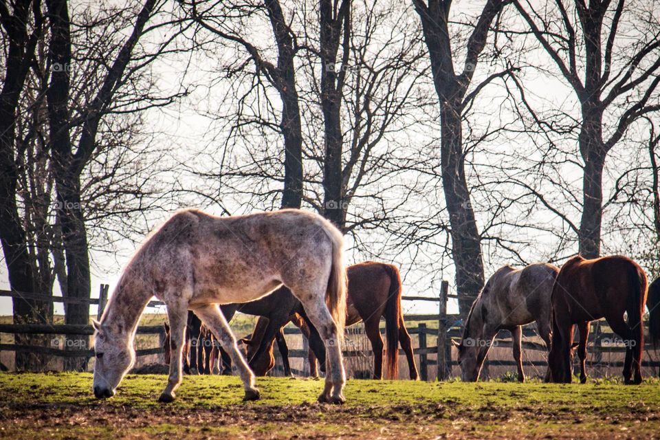 Horses grazing at the field