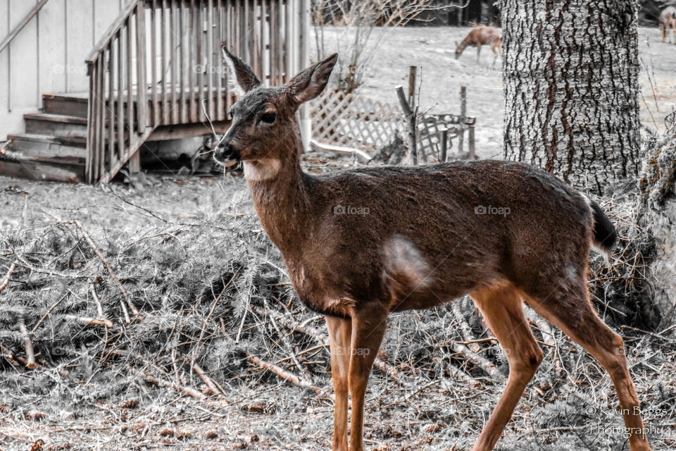 Rainier Deer