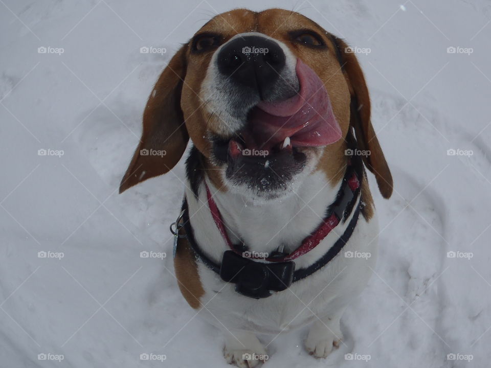 beagle trying to lick snow off his nose
