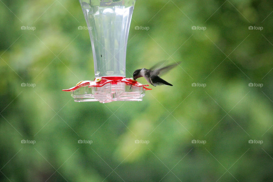 Hummingbirds