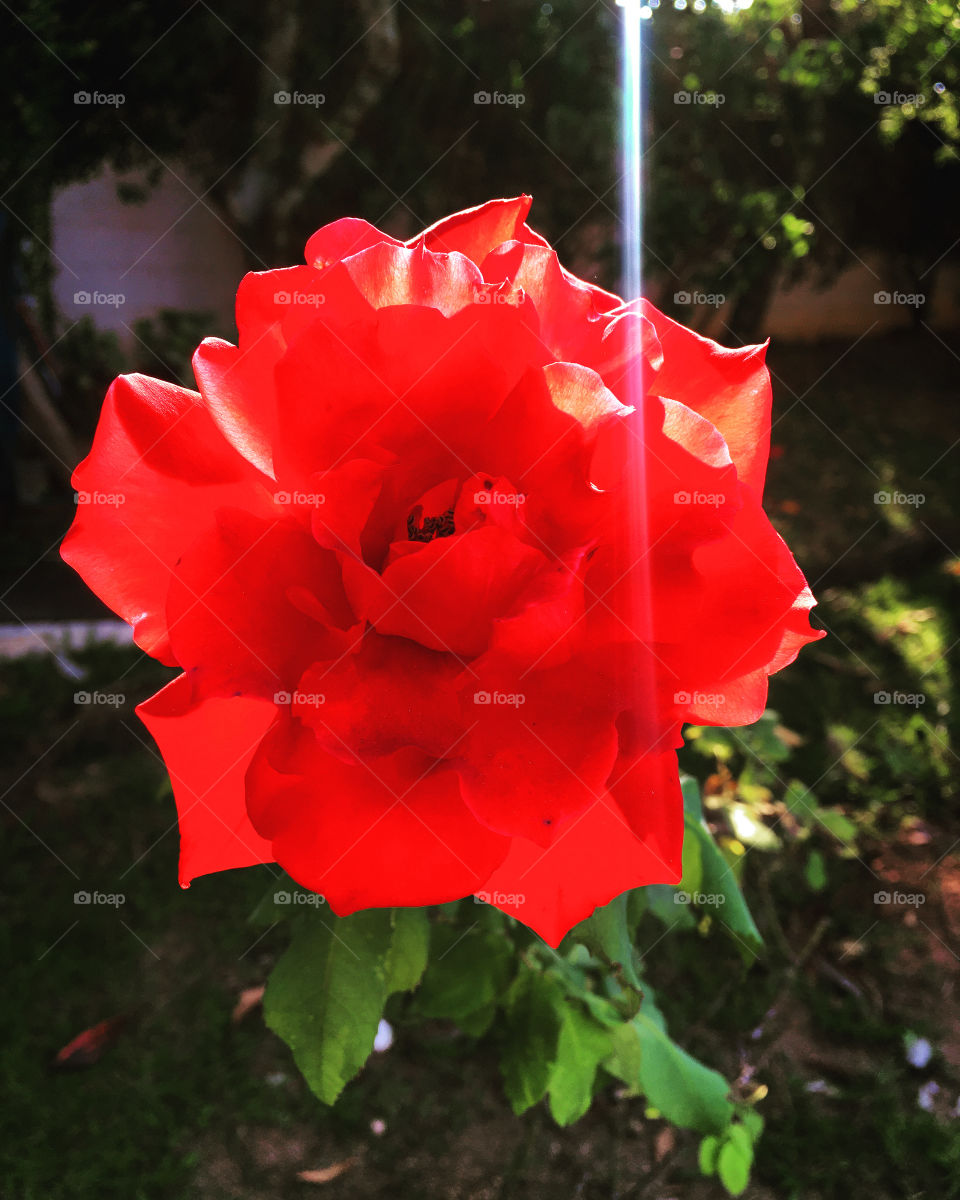 🇺🇸 A Friday with lots of sunshine!  The flowers in our garden thank you.
Look at the ray of light that cut the petals ...  / 🇧🇷Uma sexta-feira com muito sol! As flores do nosso jardim agradecem.
Olhe o raio de luz que cortou as pétalas...