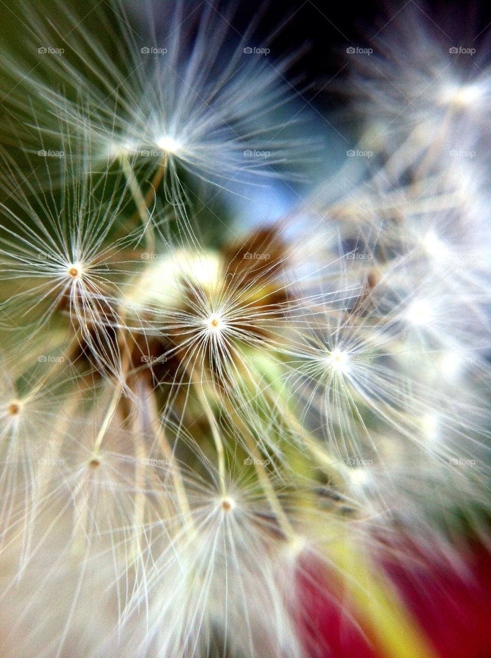 nature dandelion flower macro by gene916