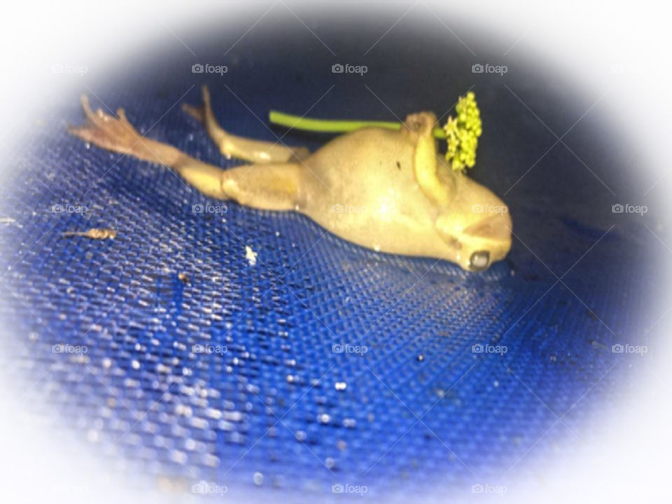 R.I.P. Mr. Froggy