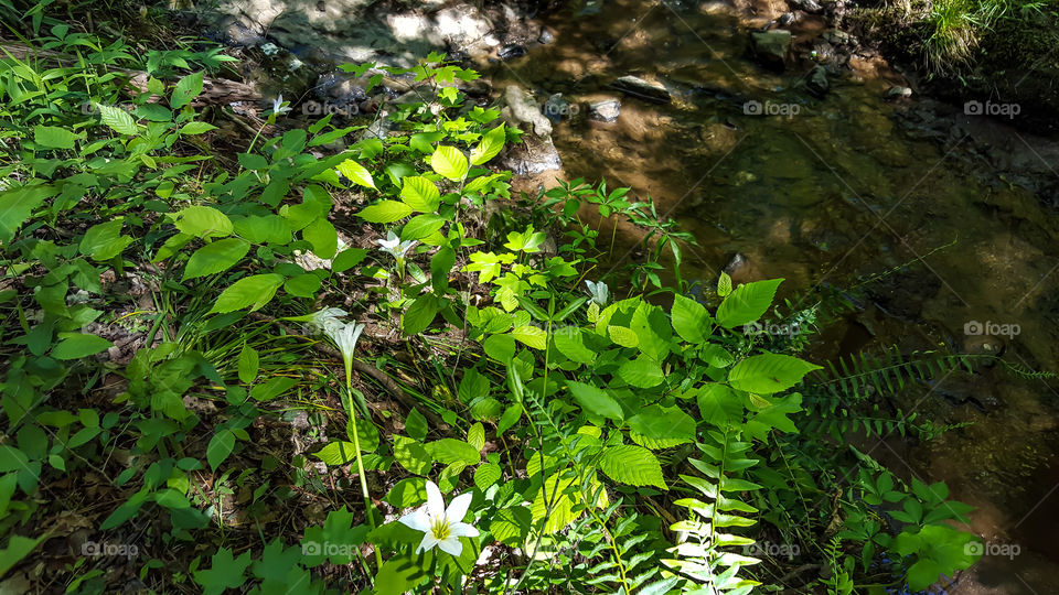 River Foliage- Pretty green foliage down by the river.