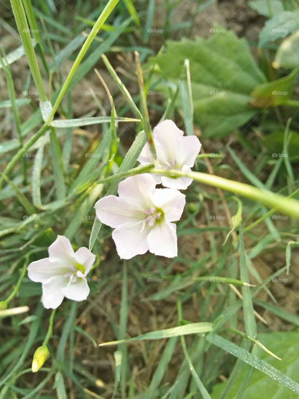 grass flowers