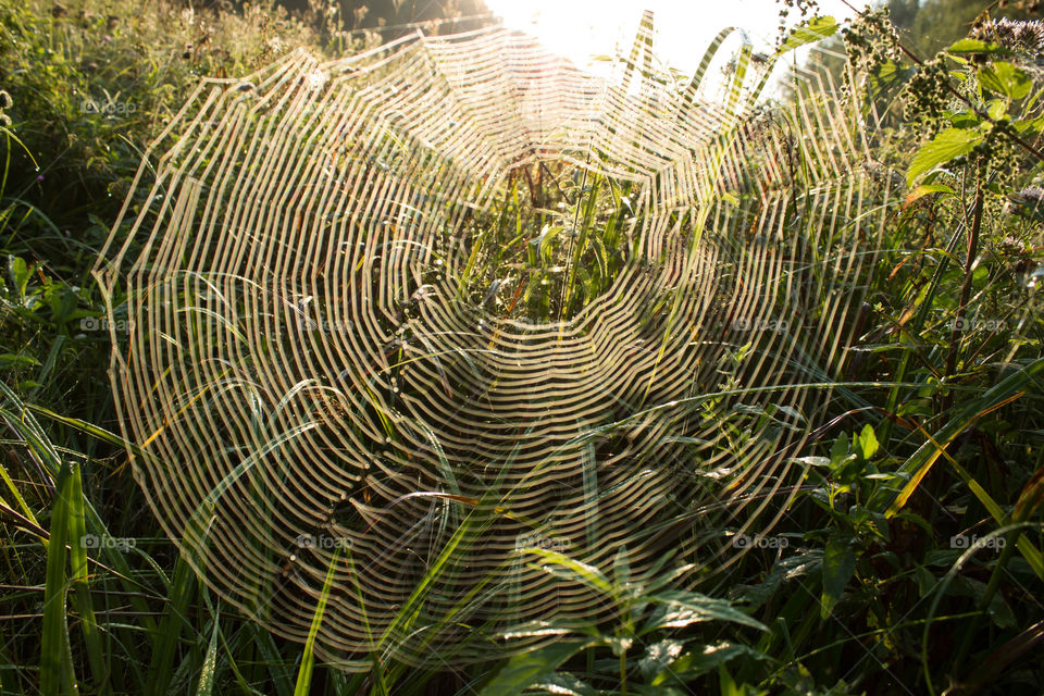 arachnid hunting