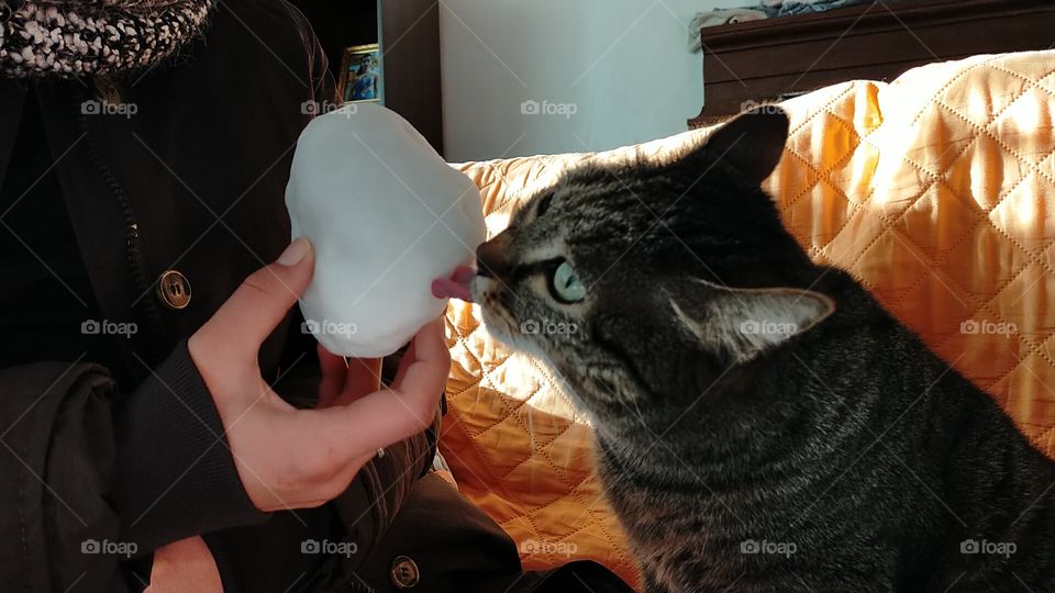cat and ice