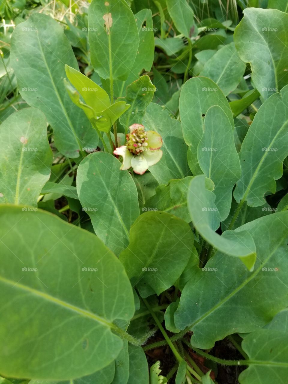 little flower in the shade