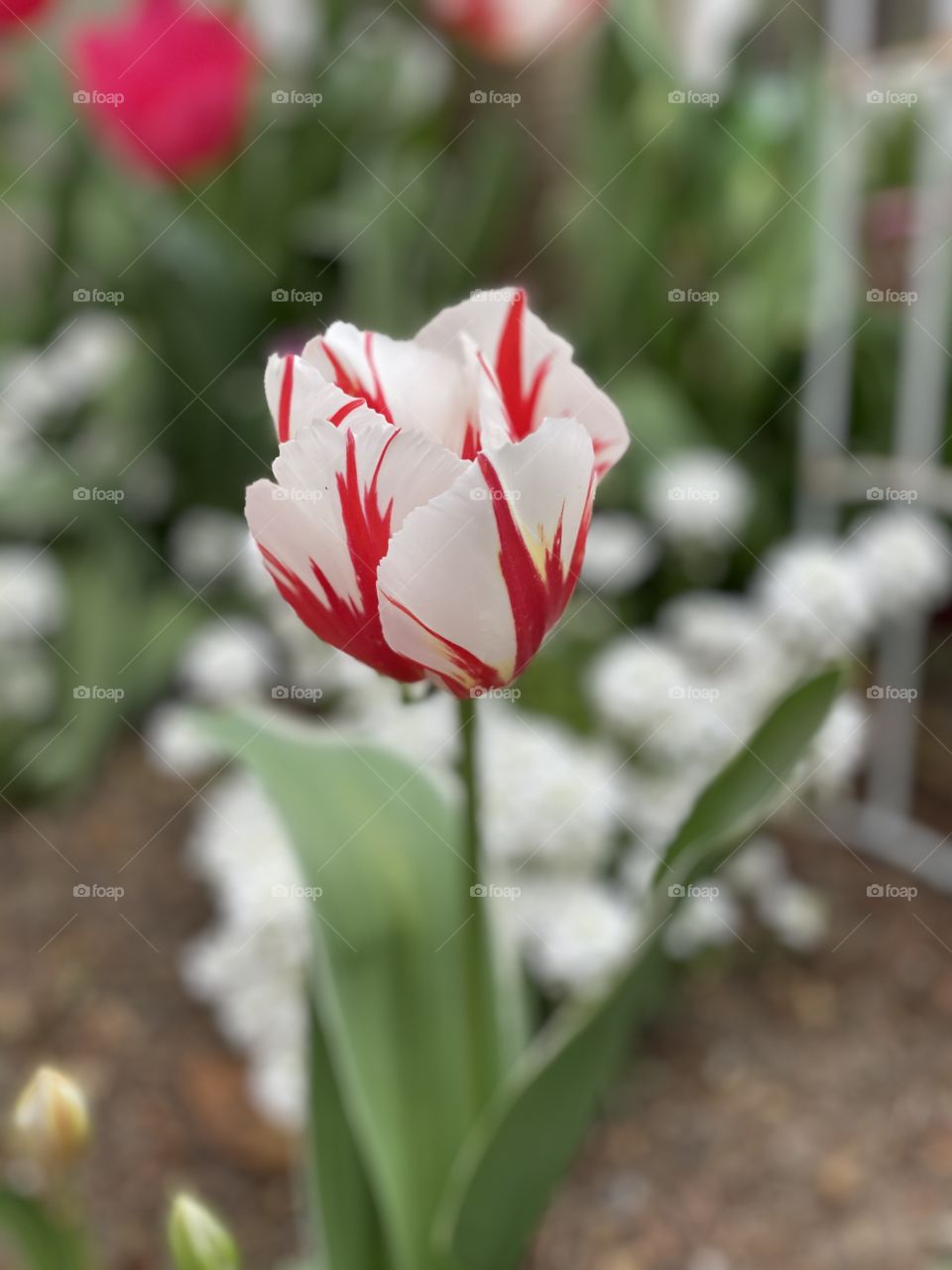 Tulip