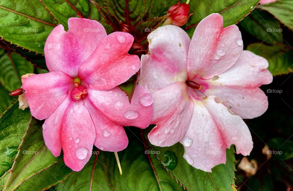 🌹 🇺🇸 Very beautiful flowers to brighten our day.  Live nature and its beauty. Did you like the delicate petals? / 🇧🇷 Flores muito bonitas para alegrar nosso dia. Viva a natureza e sua beleza. Gostaram das pétalas delicadas? 