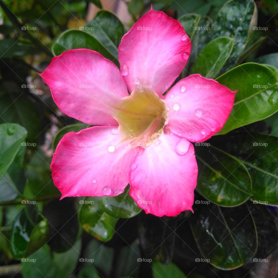 Pink flower on the garden