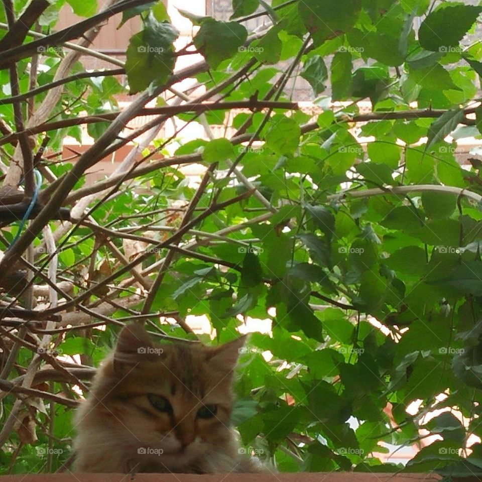 Beautiful cat in nature.