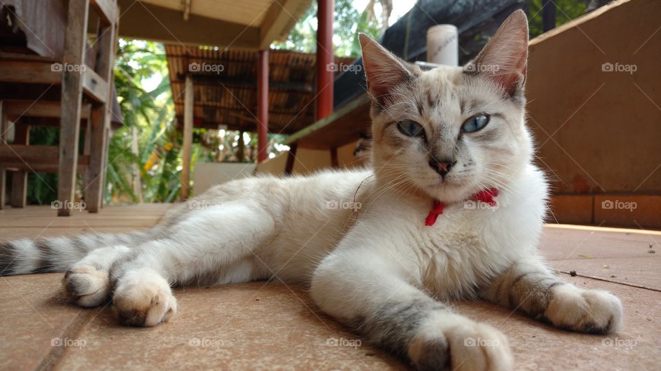 O gato observando a câmera.