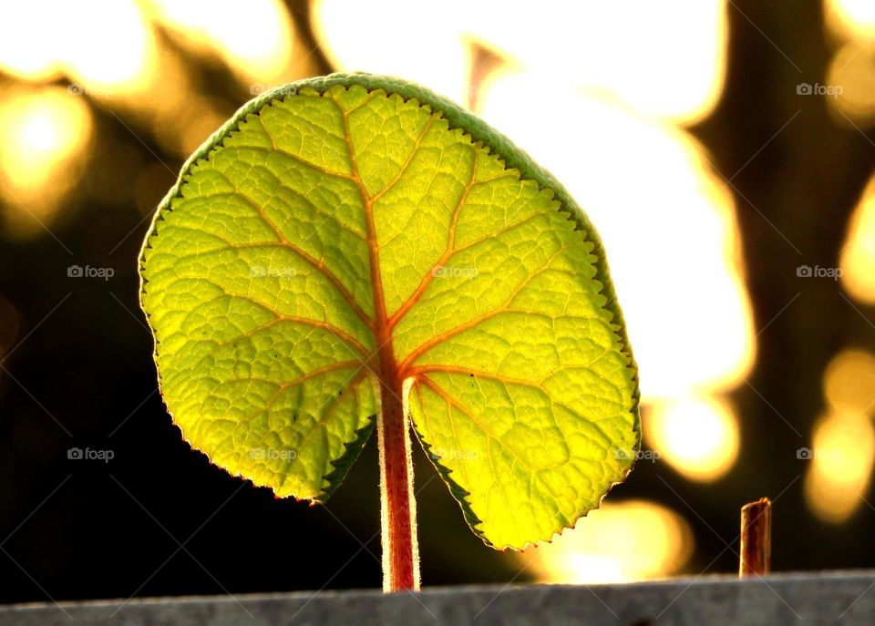 leaf details