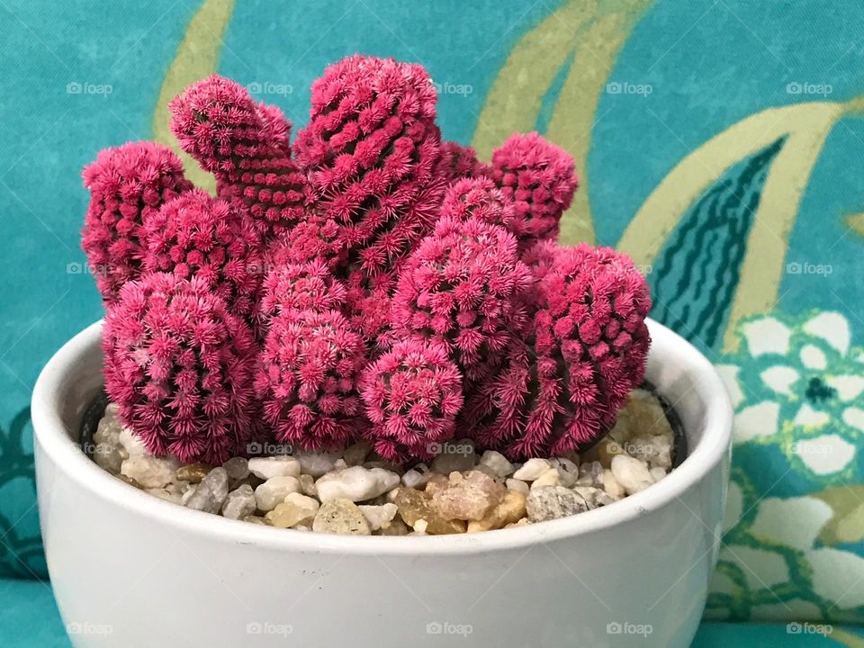 Unique pink cactus.